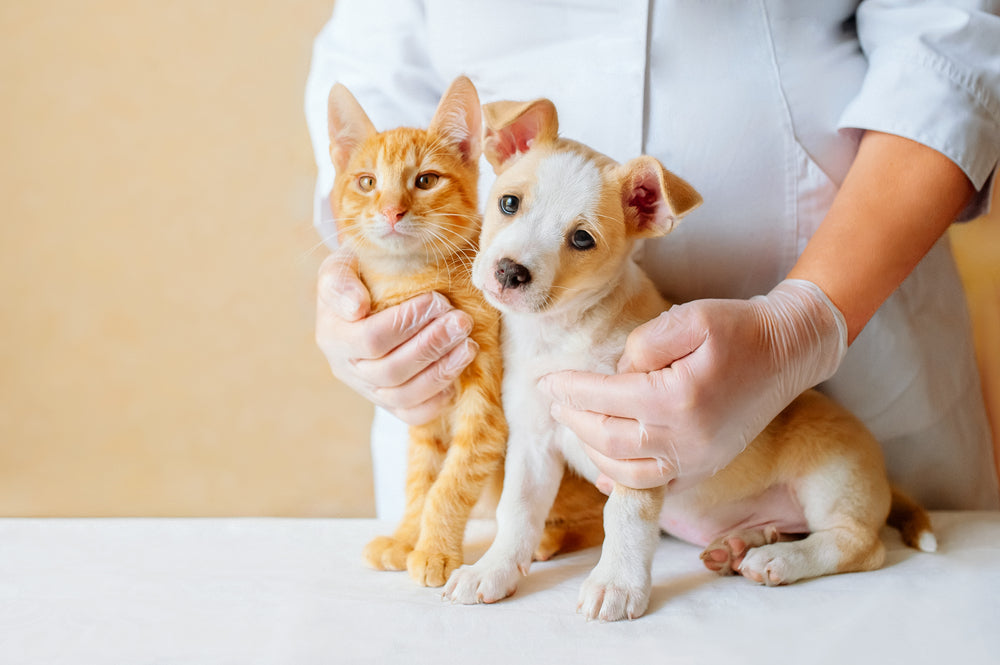 Pawsome Solutions: A Guide to Veterinary Compounding