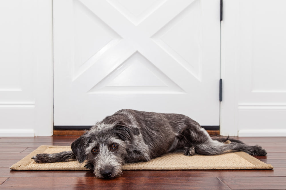 Puppy Loving: 5 Signs of Separation Anxiety in Dogs